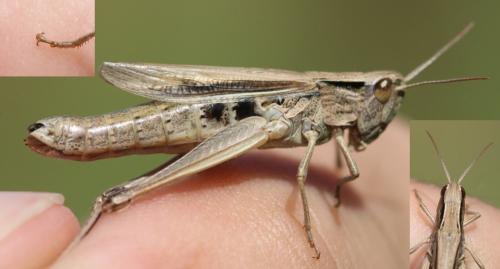 Chorthippus albomarginatus albomarginatus